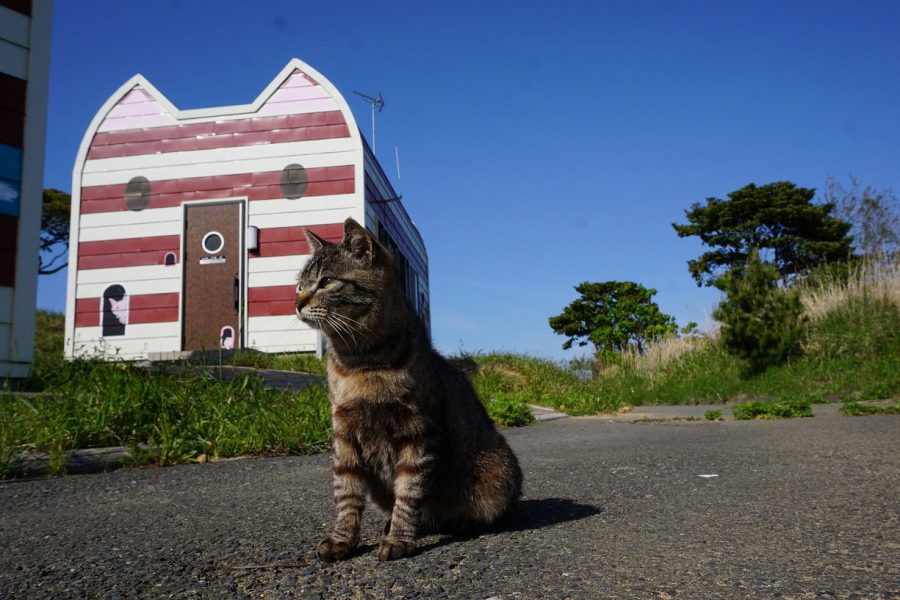 田代島(猫島)のマンガアイランド 画像